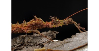 Die Stabschrecke Taraxippus samarae