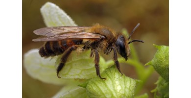 Die Zaunrüben-Sandbiene (Andrena florea)