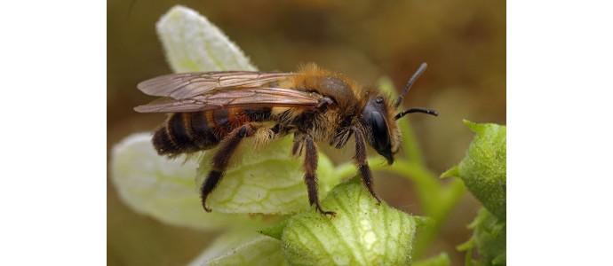 Die Zaunrüben-Sandbiene (Andrena florea)