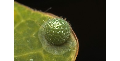  Der Grosse Eisvogel (Limenitis populi)