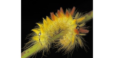 Die Ahornrinden-Eule (Acronicta aceris)