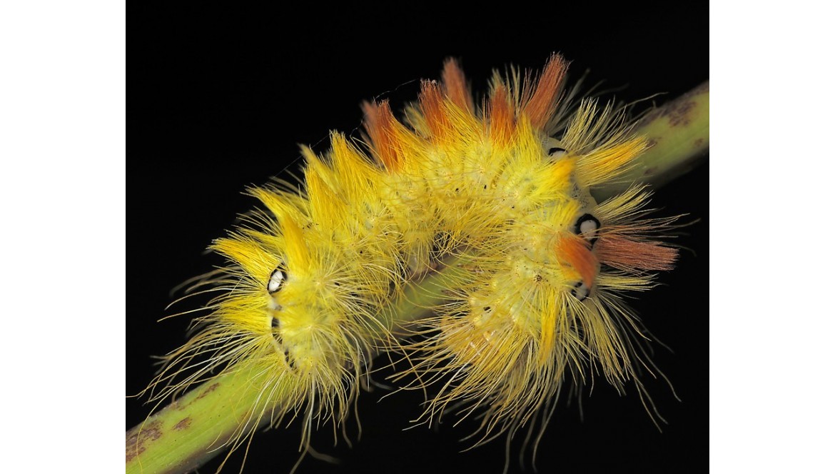 Die Ahornrinden-Eule (Acronicta aceris)