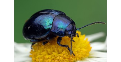 Der Himmelblaue Blattkäfer (Chrysolina coerulans) 