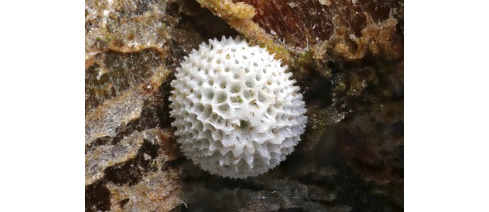 Der Birken-Zipfelfalter (Thecla betulae) 