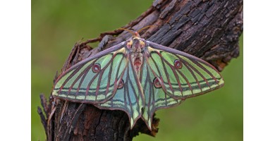 Gottes Vollkommenheit: Der Isabellenspinner (Graellsia isabellae) 