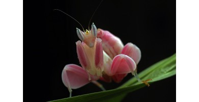Die Orchideen-Mantis (Hymenopus corontaus)