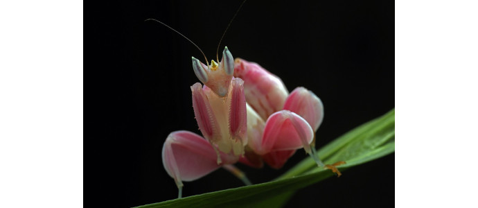 Die Orchideen-Mantis (Hymenopus corontaus)
